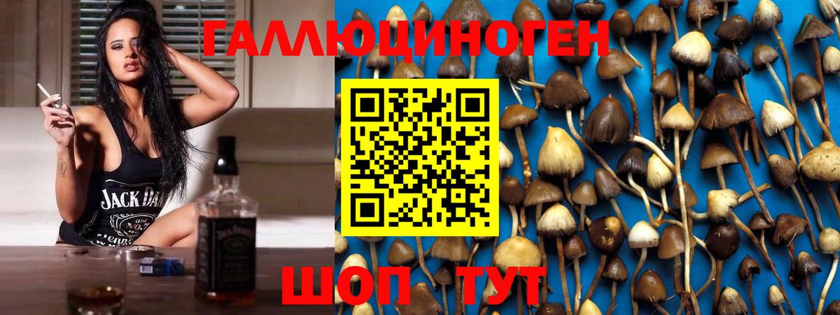 Галлюциногенные грибы Psilocybe Александров
